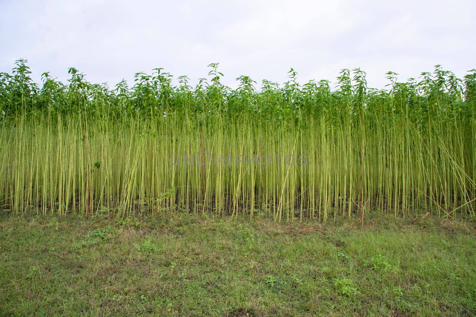 Green jute Plantation field.  Raw Jute plant Texture background. This is the Called Golden Fiber in Bangladesh