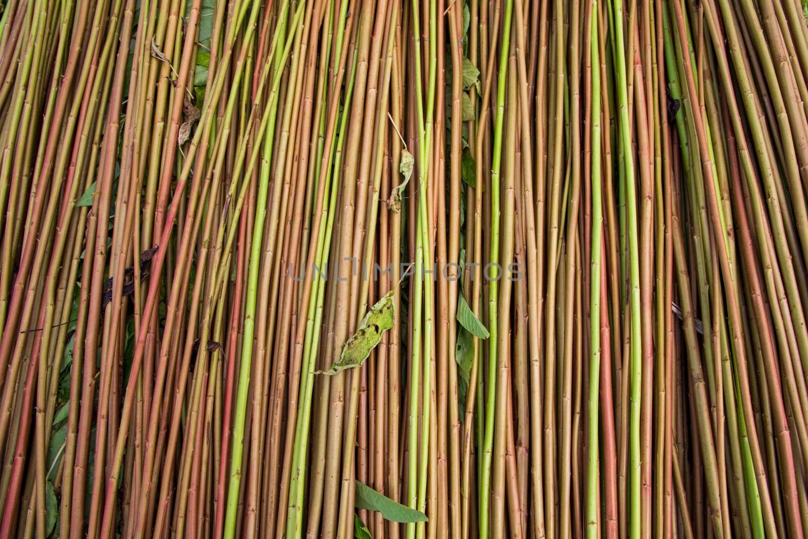 Red Green Raw Jute Texture background. This is the Called Golden Fiber in Bangladesh