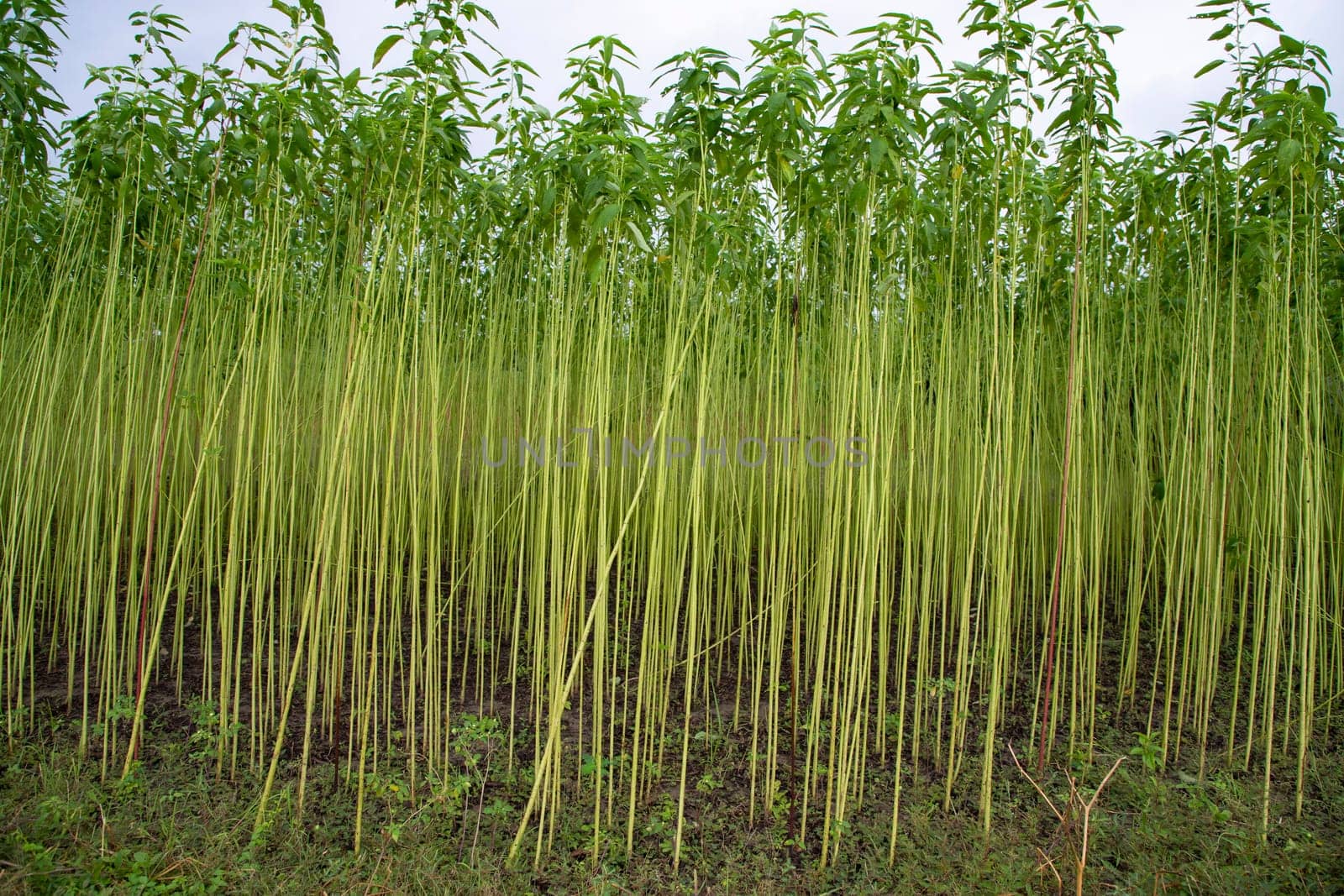 Green jute Plantation field.  Raw Jute plant Texture background. This is the Called Golden Fiber in Bangladesh