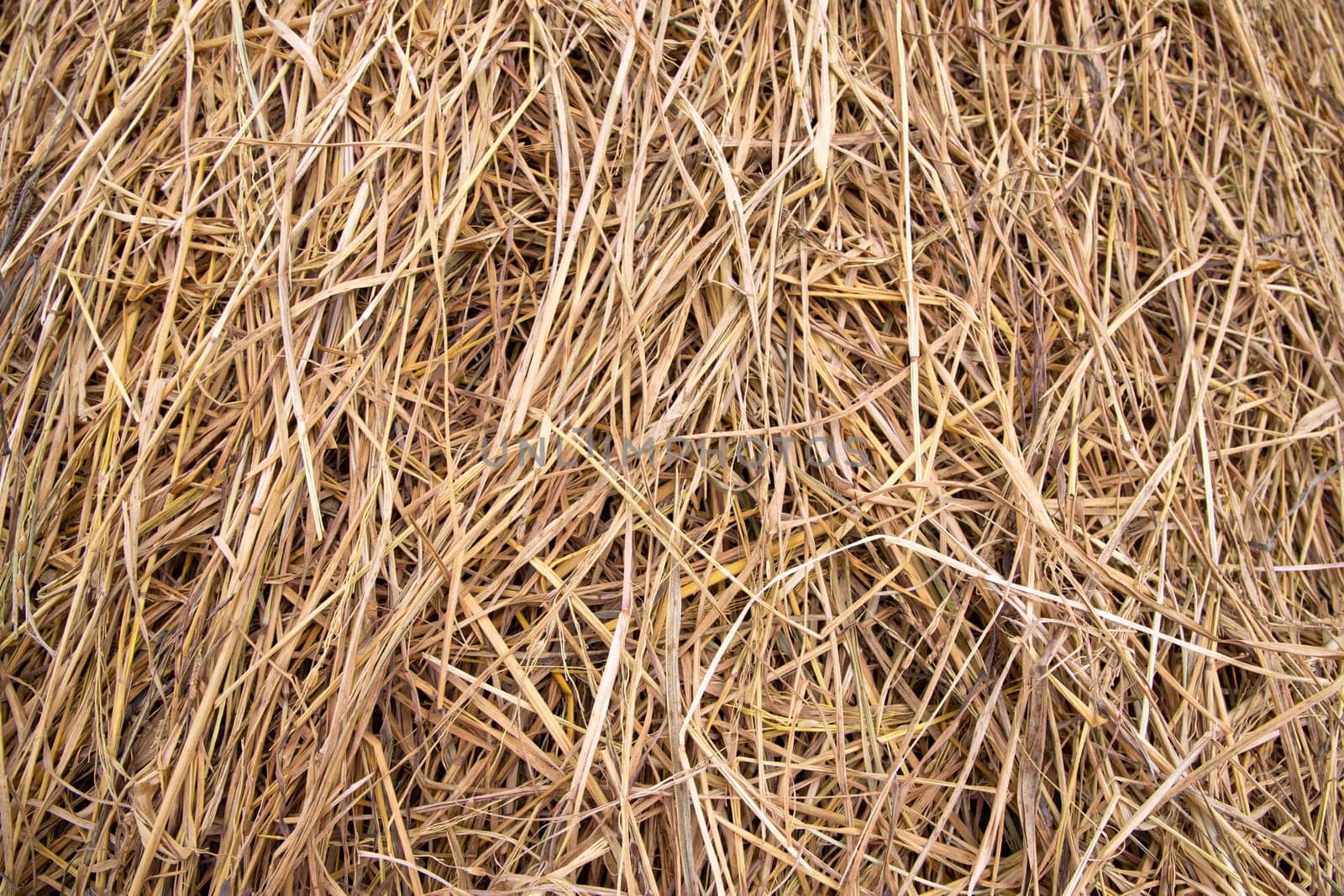 Brown hay, dry hay texture background