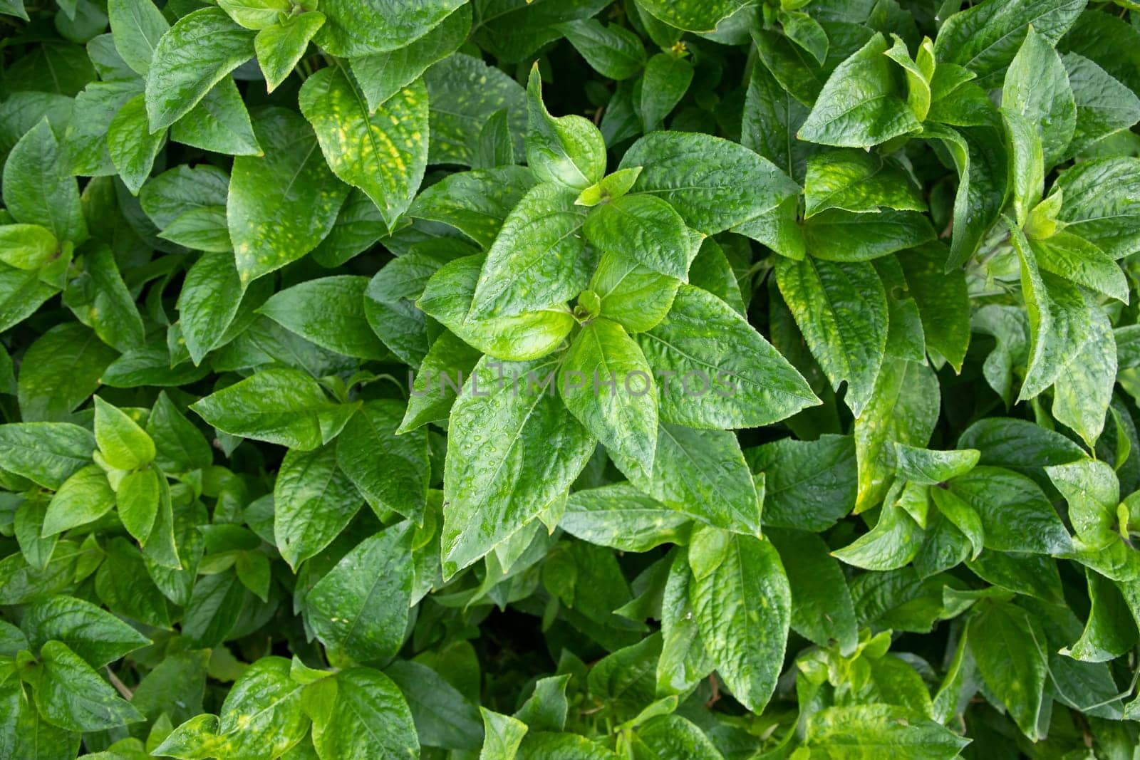 Natural view The textured background of Plant green leaf