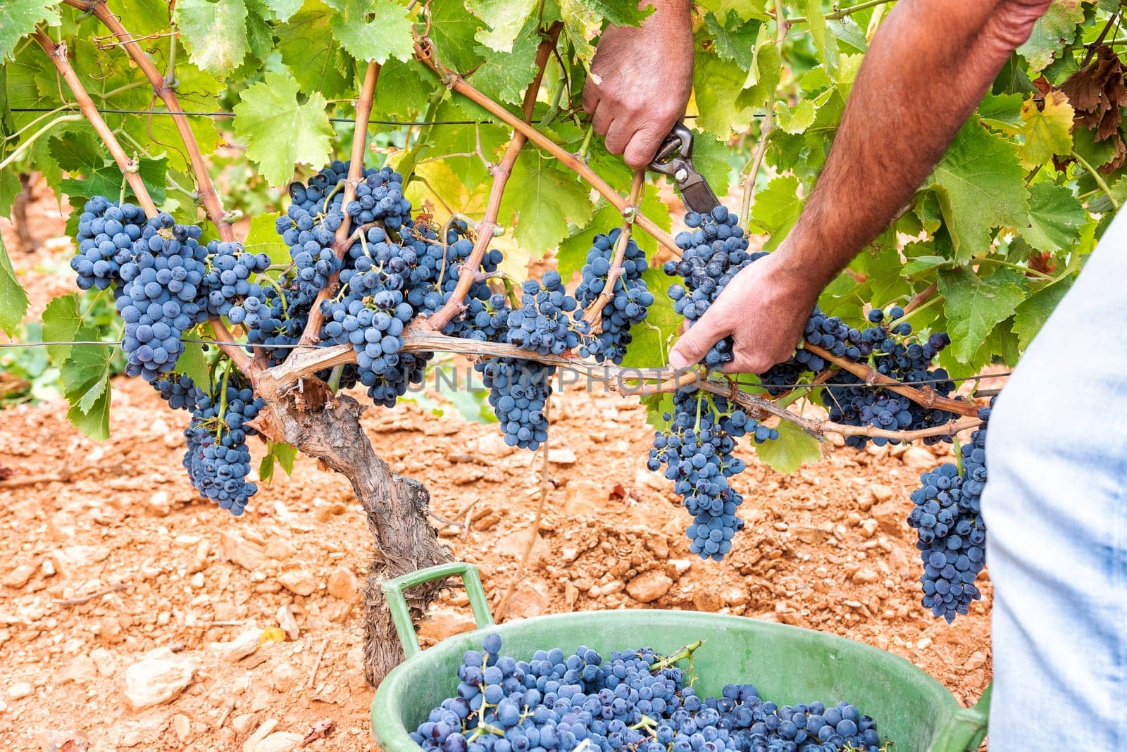 Cannonau grapes. Farmer manually harvesting the bunches of grapes with scissors. Traditional agriculture. Sardinia.