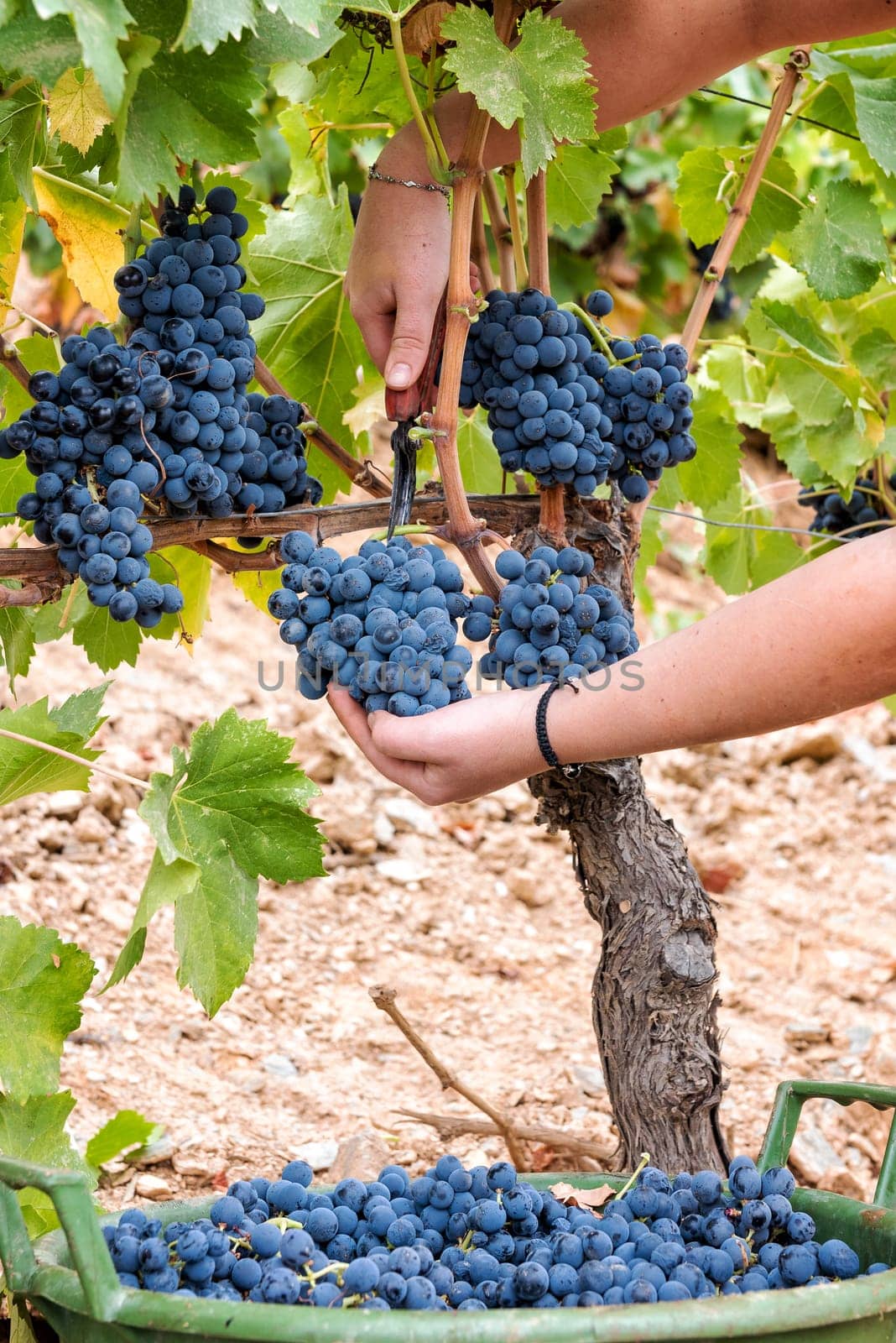 Cannonau grapes. Young woman manually harvesting the bunches of grapes with scissors. Traditional agriculture. Sardinia.