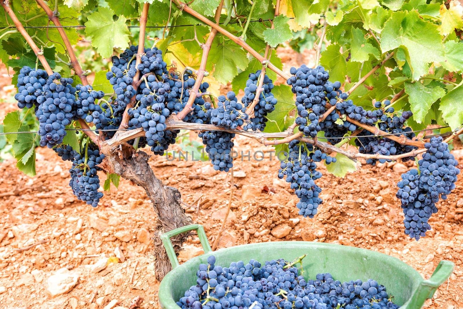 Cannonau grapes. Bunches of black grapes between the branches of the plant in the vineyard. Traditional agriculture. Sardinia.
