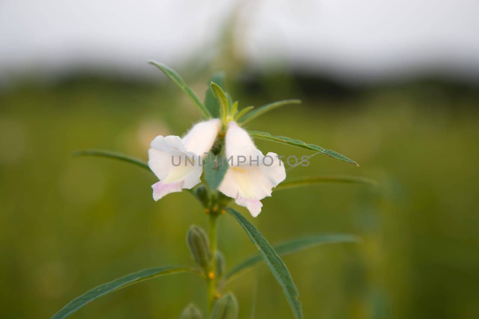 Sesame flowers in the tree Natural landscape view. Herbal tree