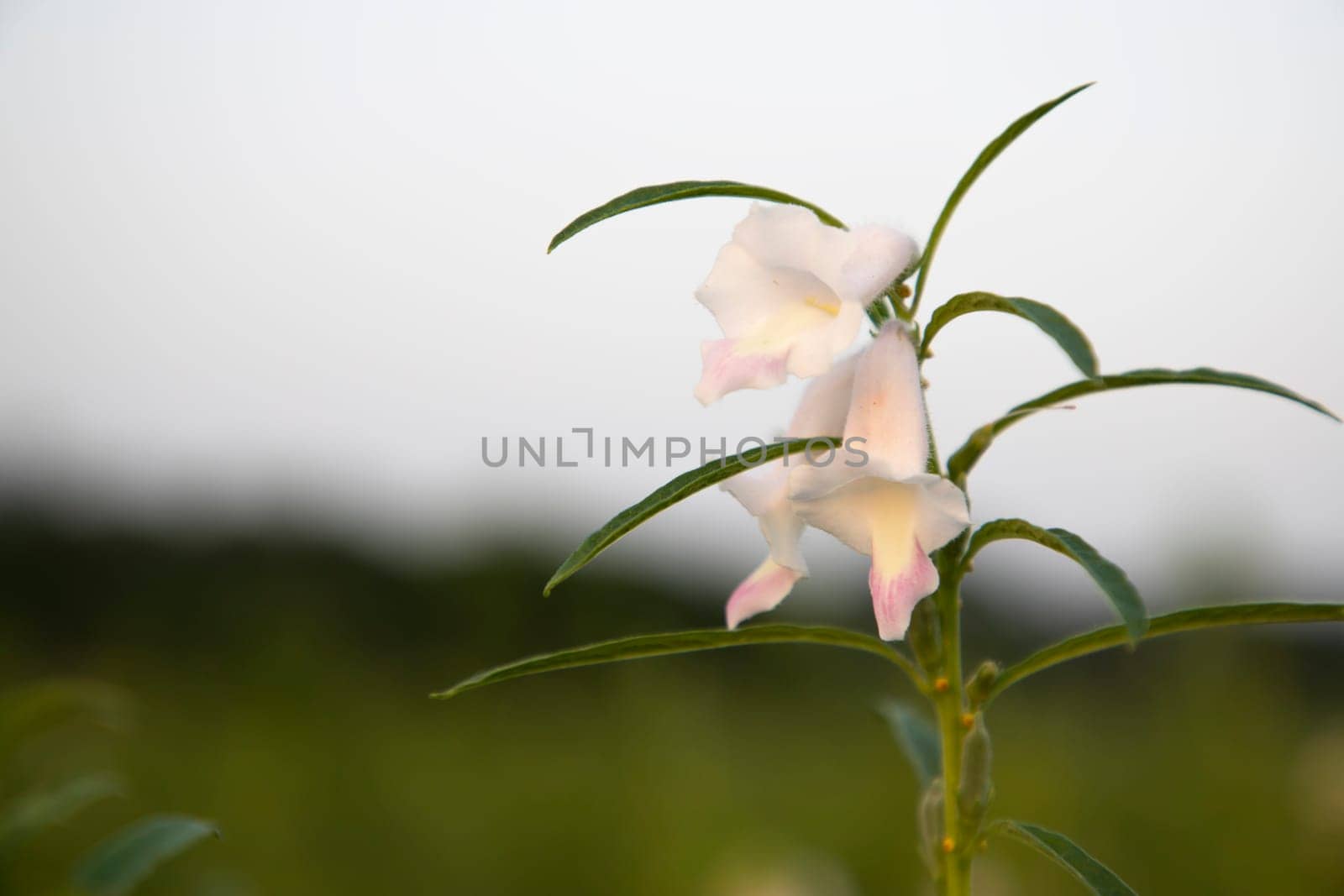 Sesame flowers in the tree Natural landscape view. Herbal tree