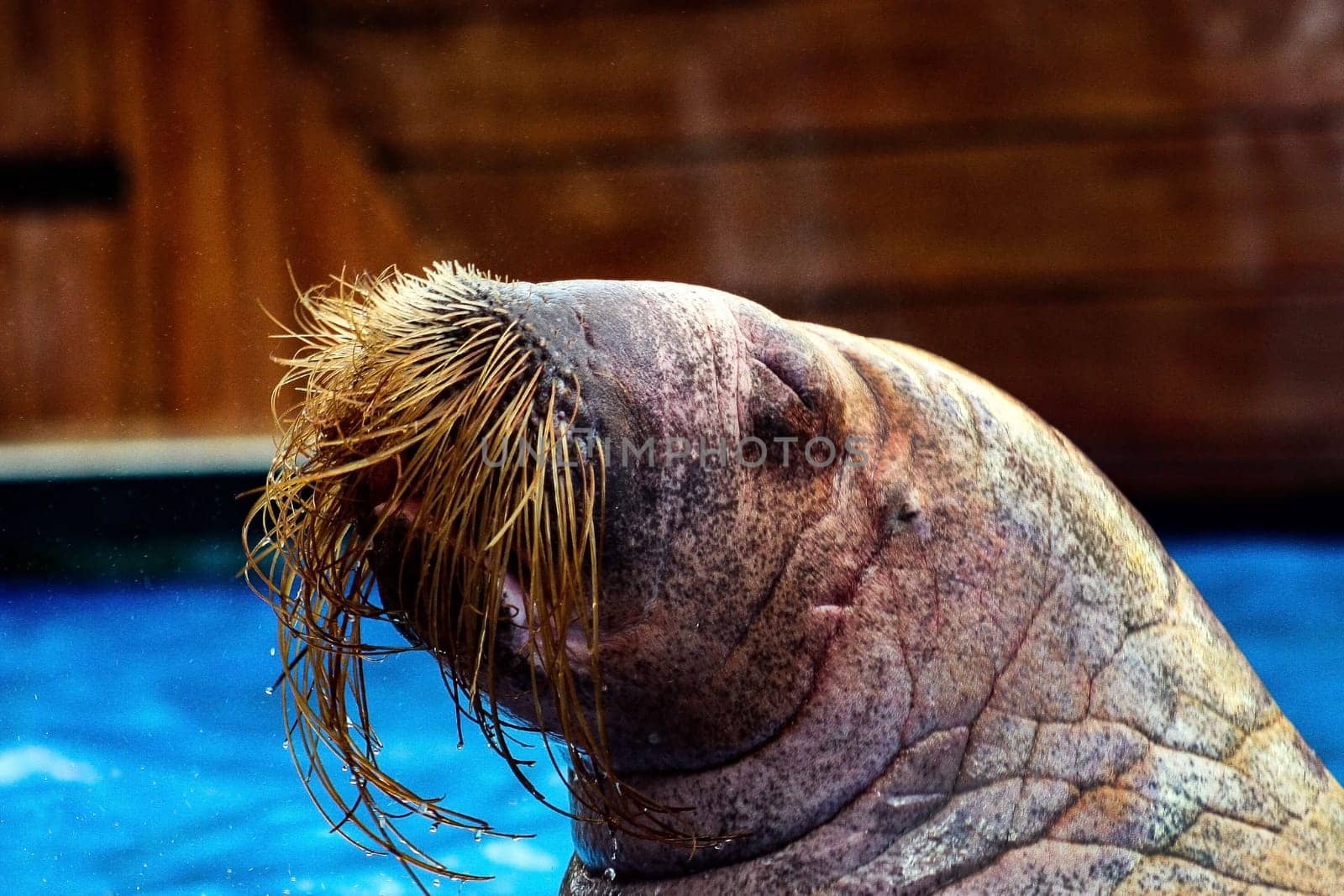A large walrus with its eyes closed in the water