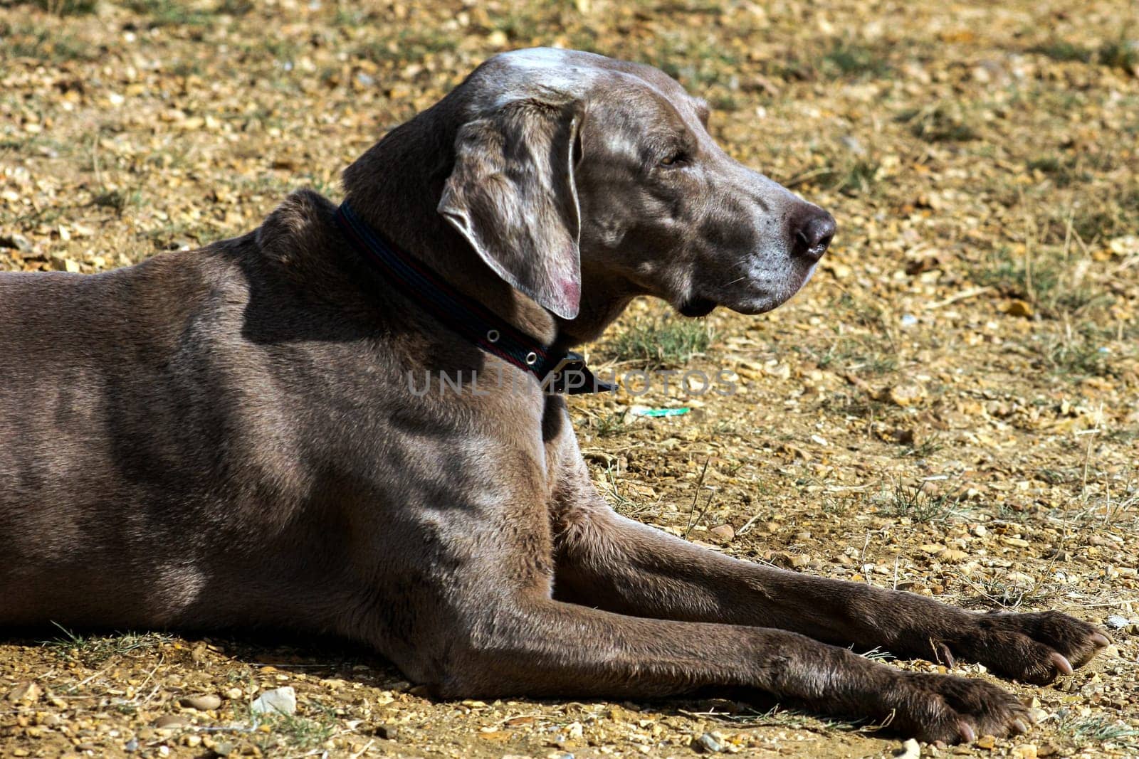 A dog lying down in the dirt