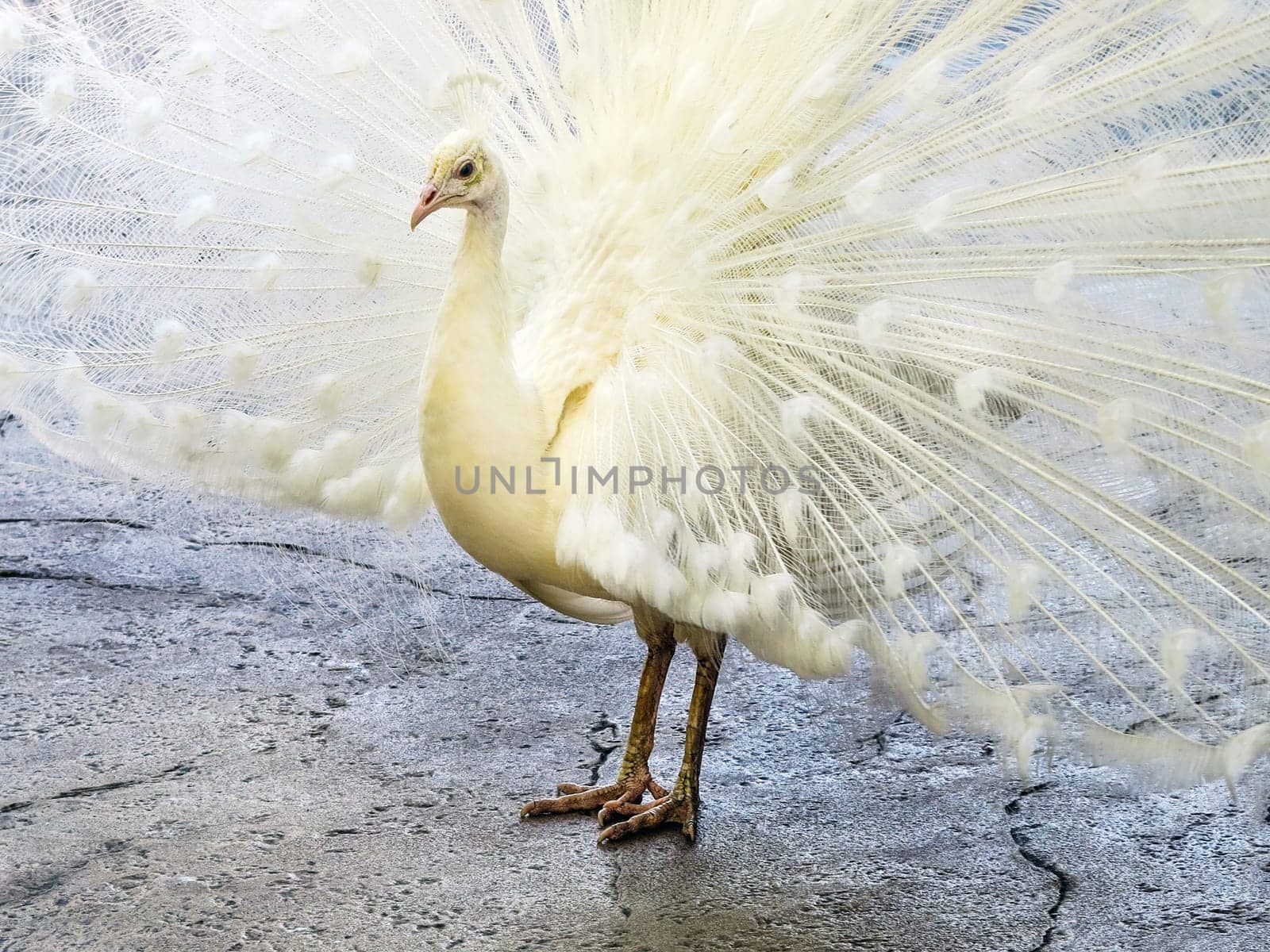 A White Peacock with it's feathers spread