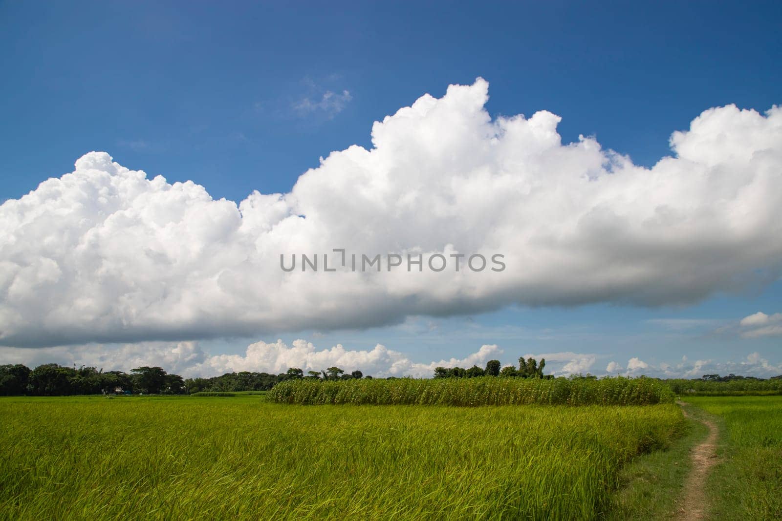 Beautiful Green rice fields  with contrasting  Cloudy skies