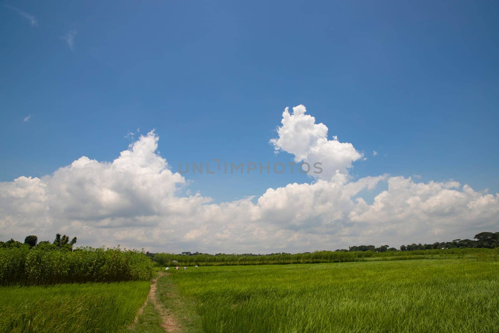 Beautiful Green rice fields  with contrasting  Cloudy skies