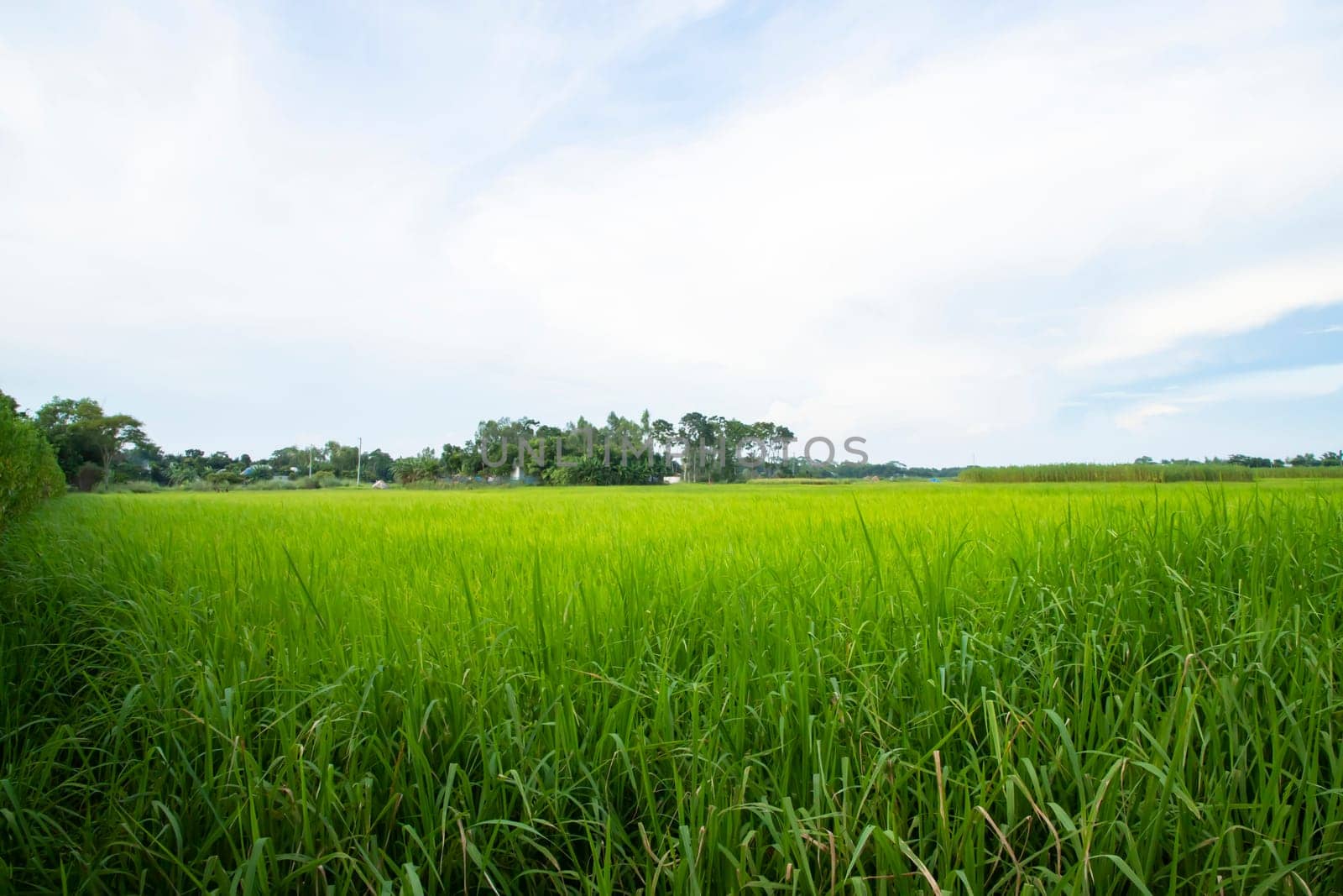 Beautiful Green rice fields  with contrasting  Cloudy skies