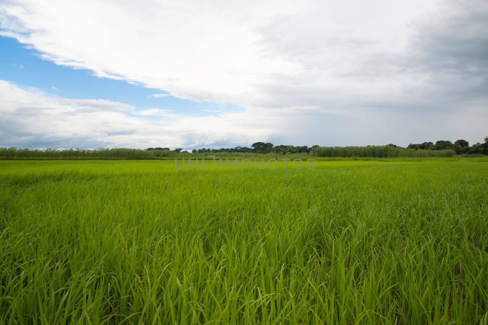 Beautiful Green rice fields  with contrasting  Cloudy skies