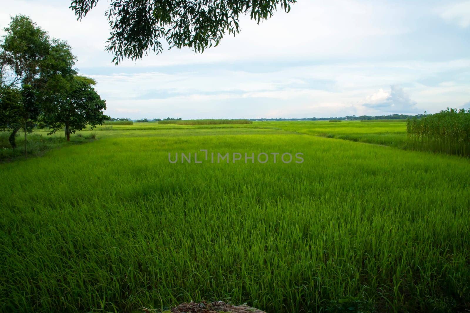 Beautiful Green rice fields  with contrasting  Cloudy skies