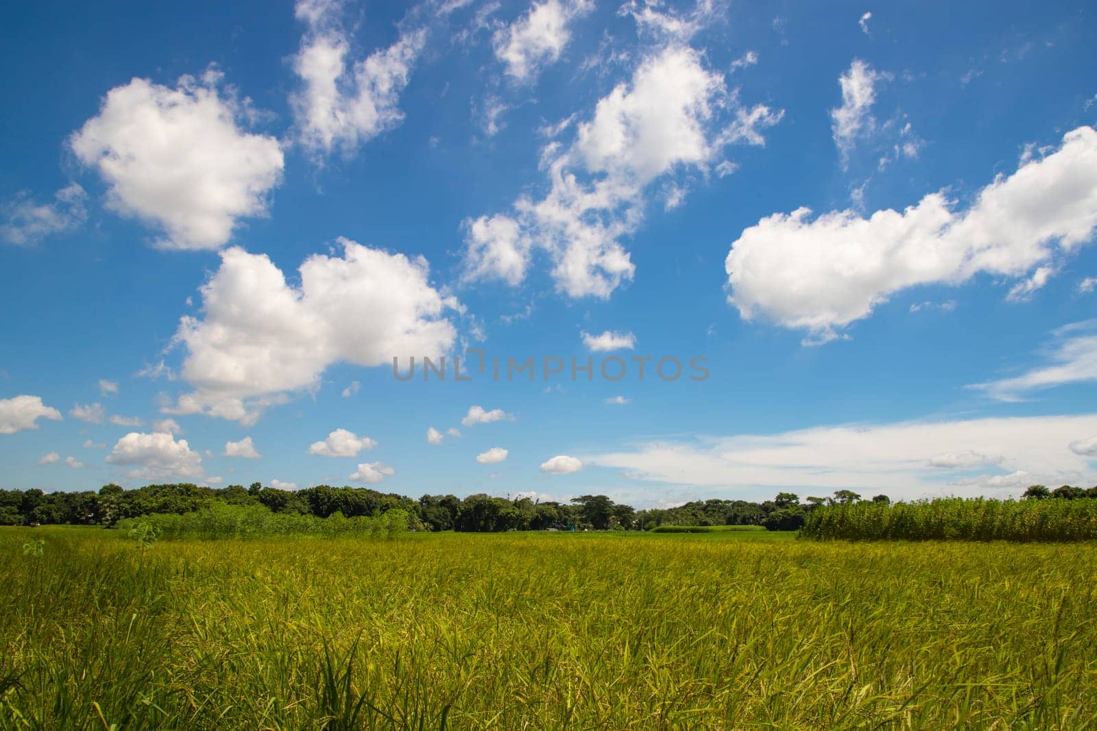 Beautiful Green rice fields  with contrasting  Cloudy skies