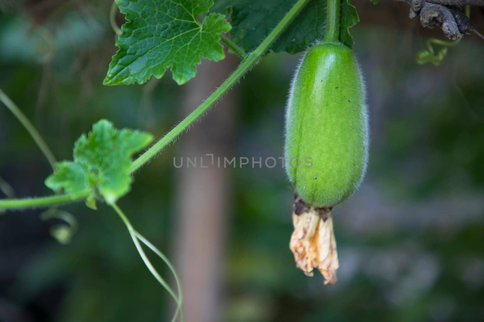 Wax Gourd Chalkumra  organic vegetable. Ash Gourd Winter Melon Seeds. Benincasa hispida