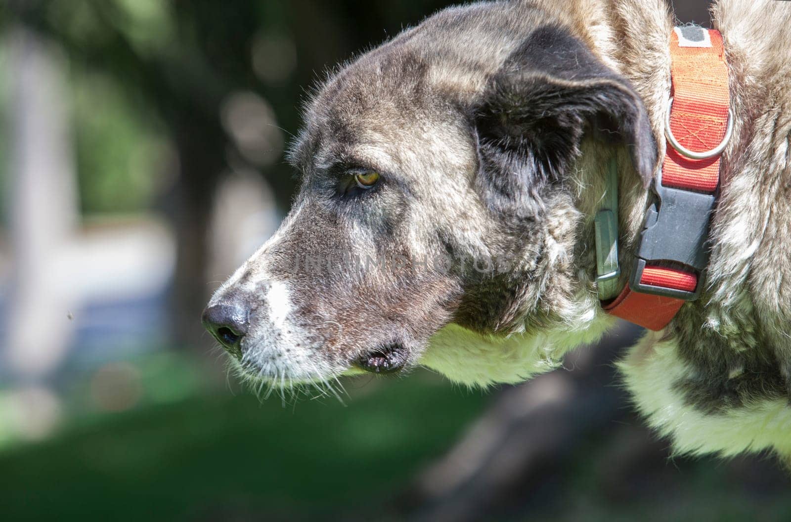 Female mature Spanish Mastiff portrait. She wears red collar