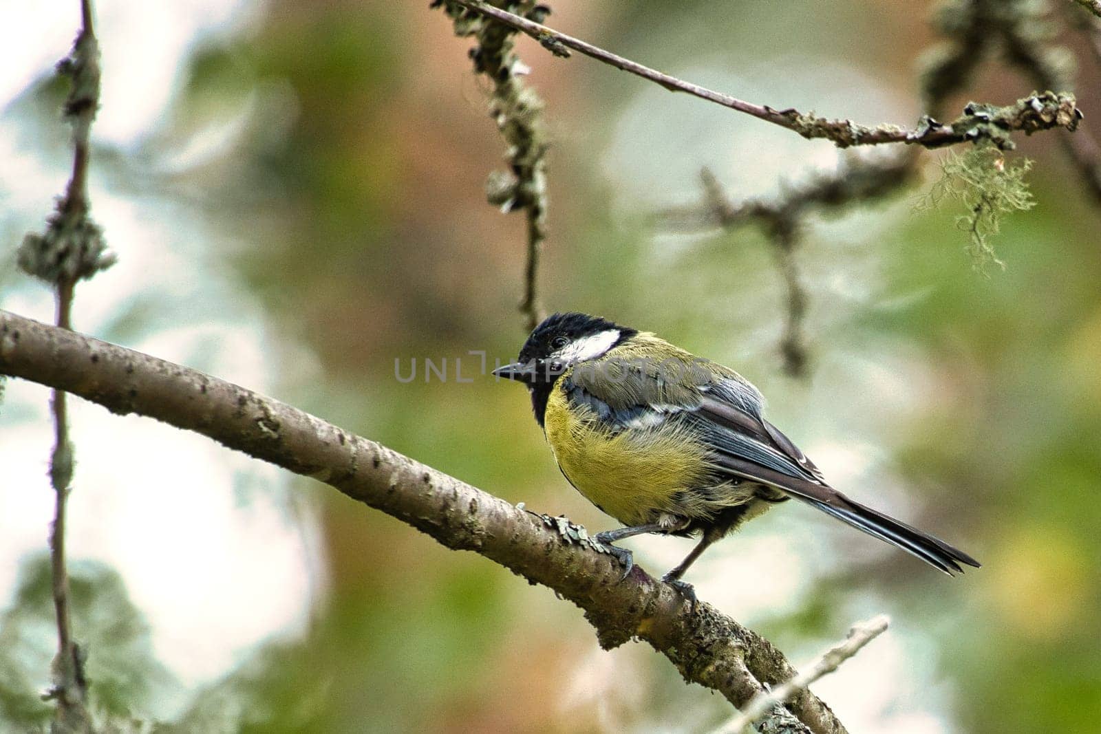 Great tit sitting in tree on a branch. Wild animal foraging for food. Animal shot of a bird from nature
