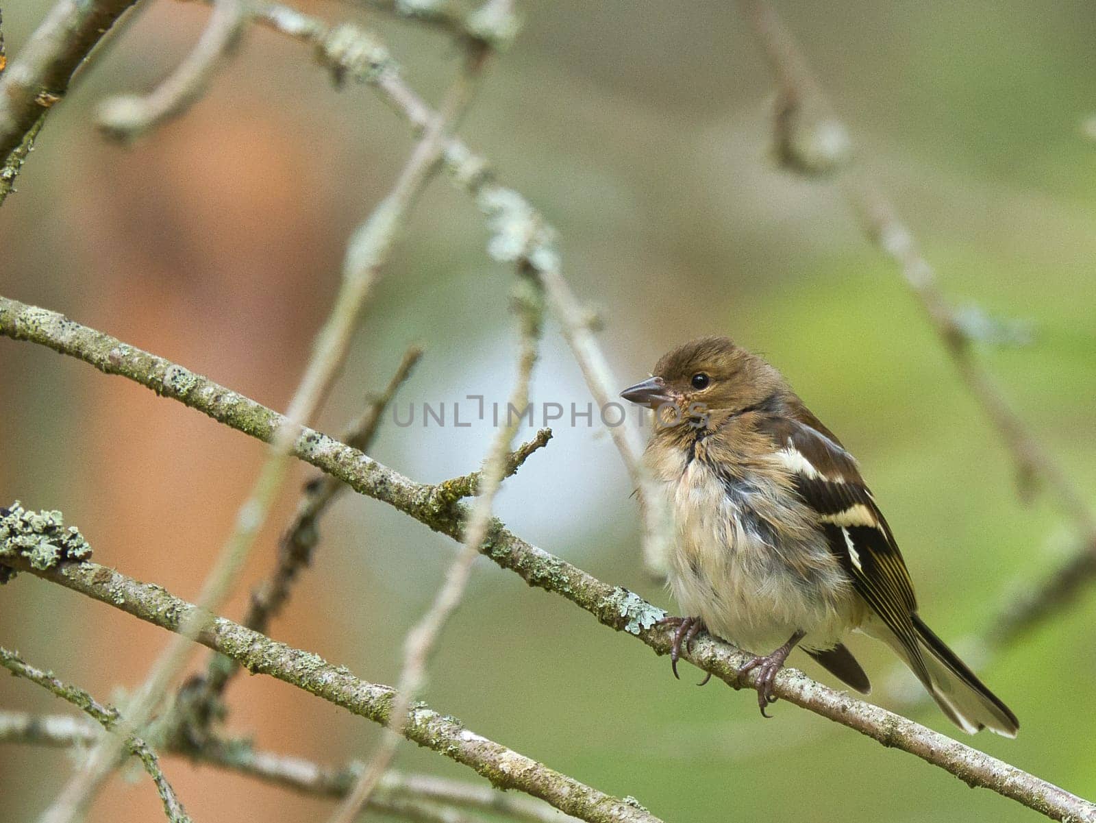 Chaffinch young on a branch in the forest. Brown, gray, green plumage. Small songbird in nature. Animal photo of small bird