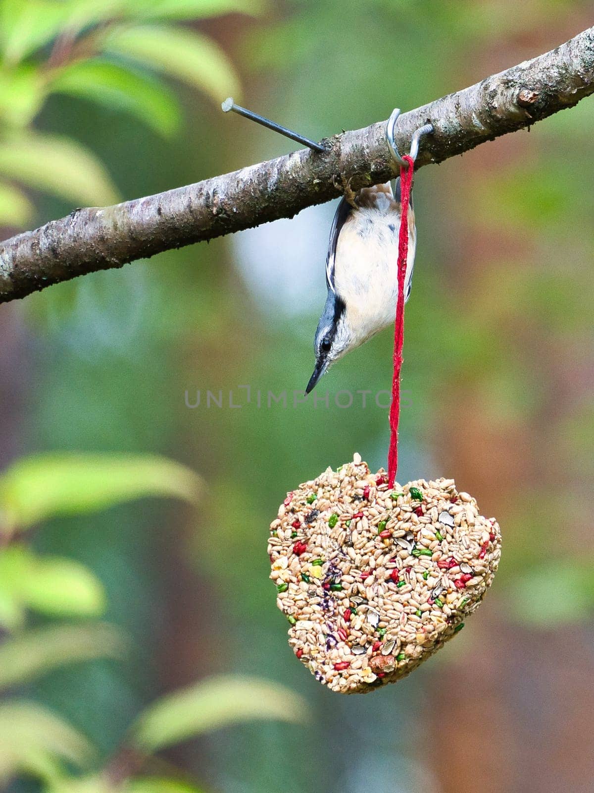 Nuthatch, observed at a feeder heart feeding in the forest. Small gray and white bird. Animal photo from nature