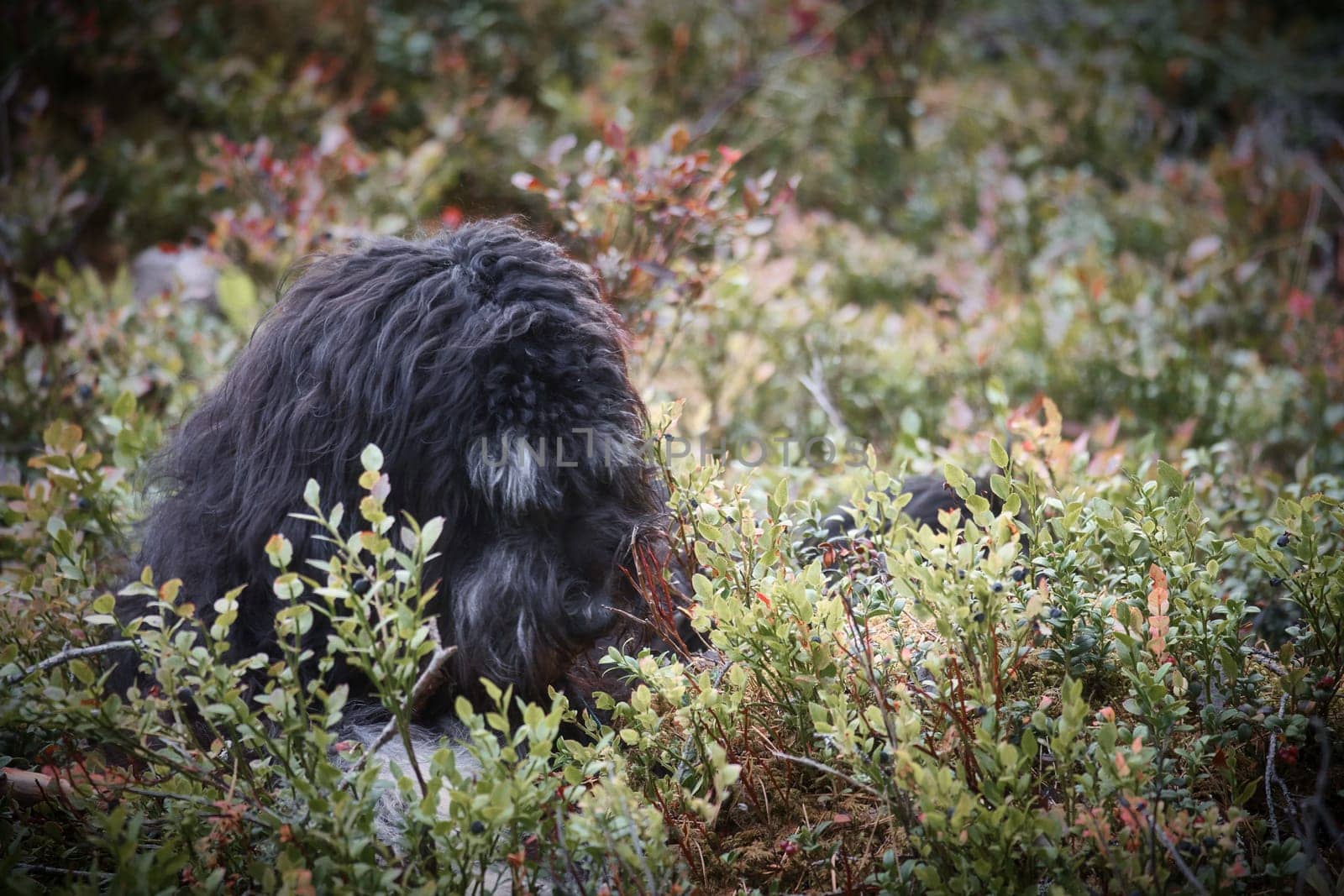 Goldendoodle is lying with a stick in the blueberry field in a forest. Hybrid dog playing relaxed. Animal photo of dog