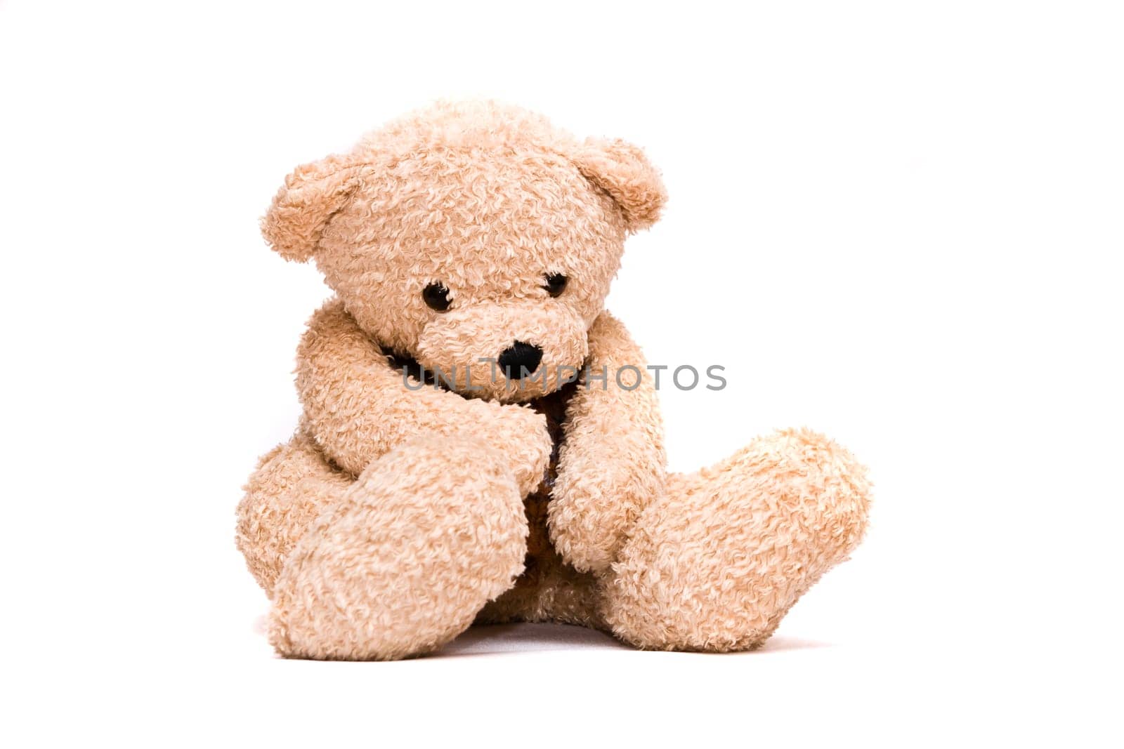 Teddy bear stodui shot