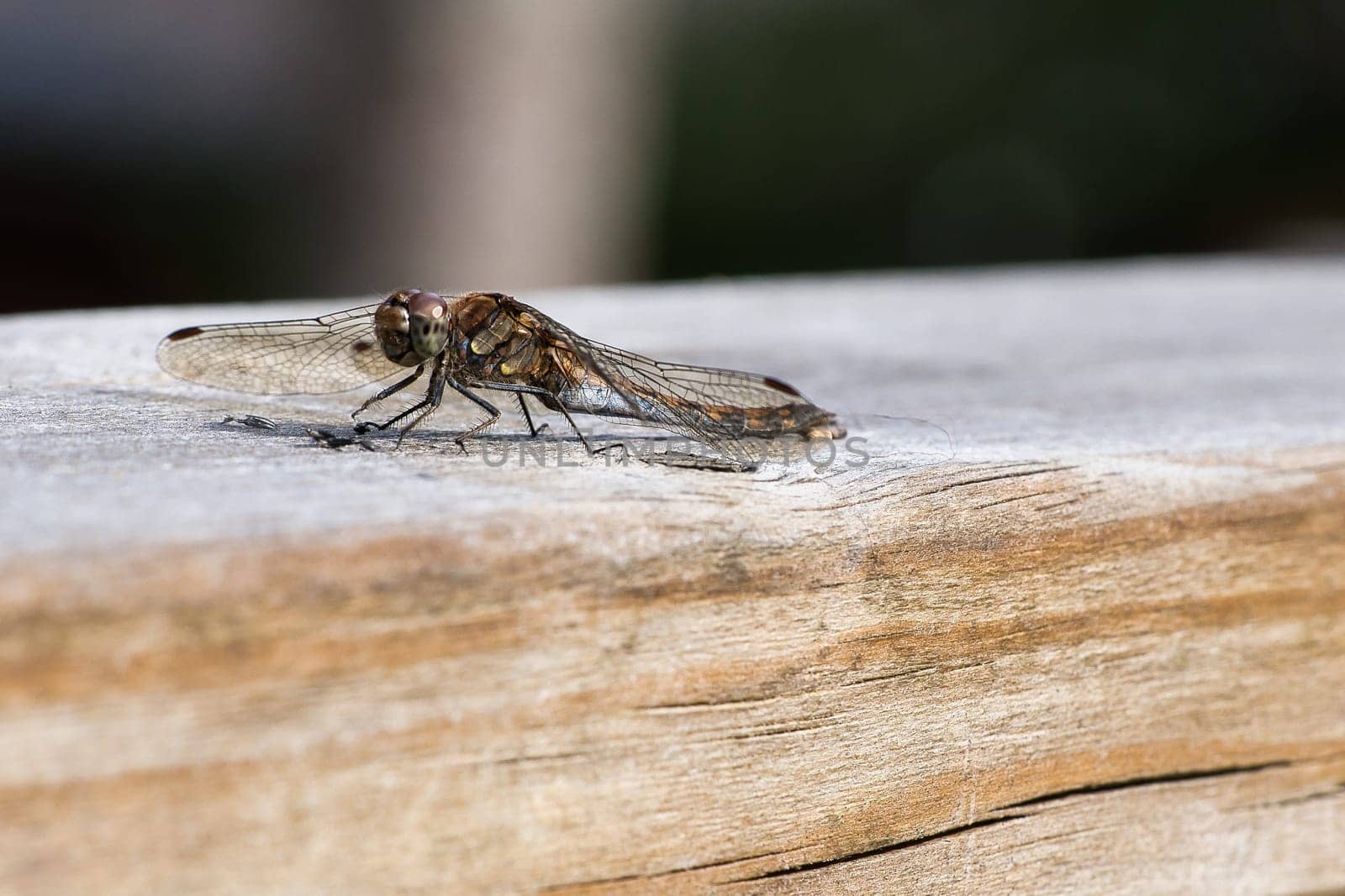 Dragonfly with spread wings on a wooden railing of a terrace in Sweden. Close up of animal from nat