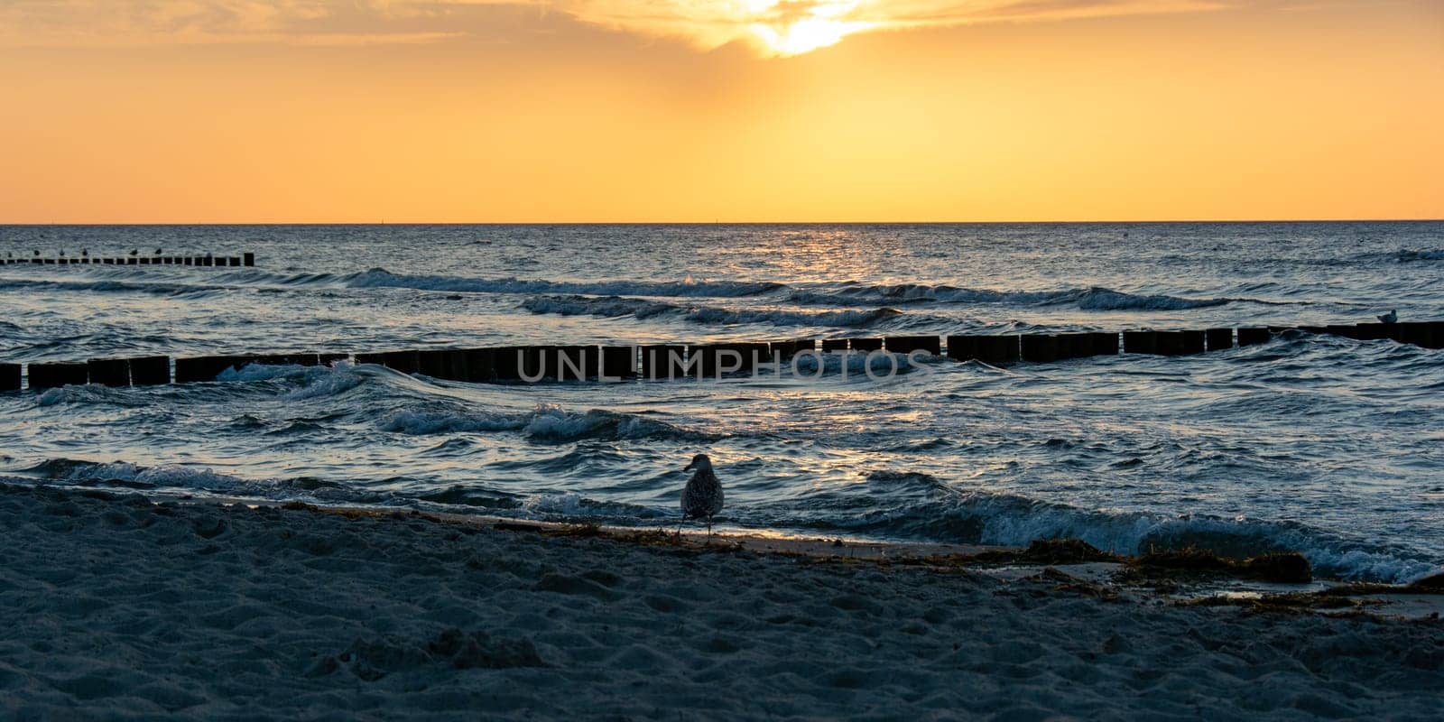 Panorama  -  On the sandy beach with seagulls and groyne at sunset
