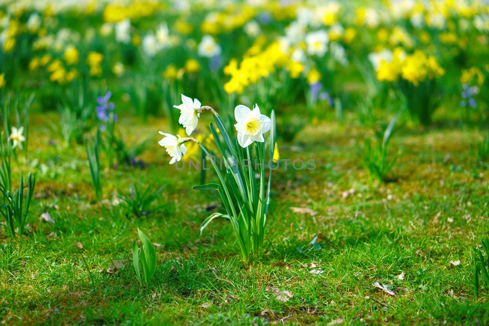 Daffodils at Easter time on a meadow. Yellow white flowers shine against the green grass. Early bloomers that announce the spring. Plants photo
