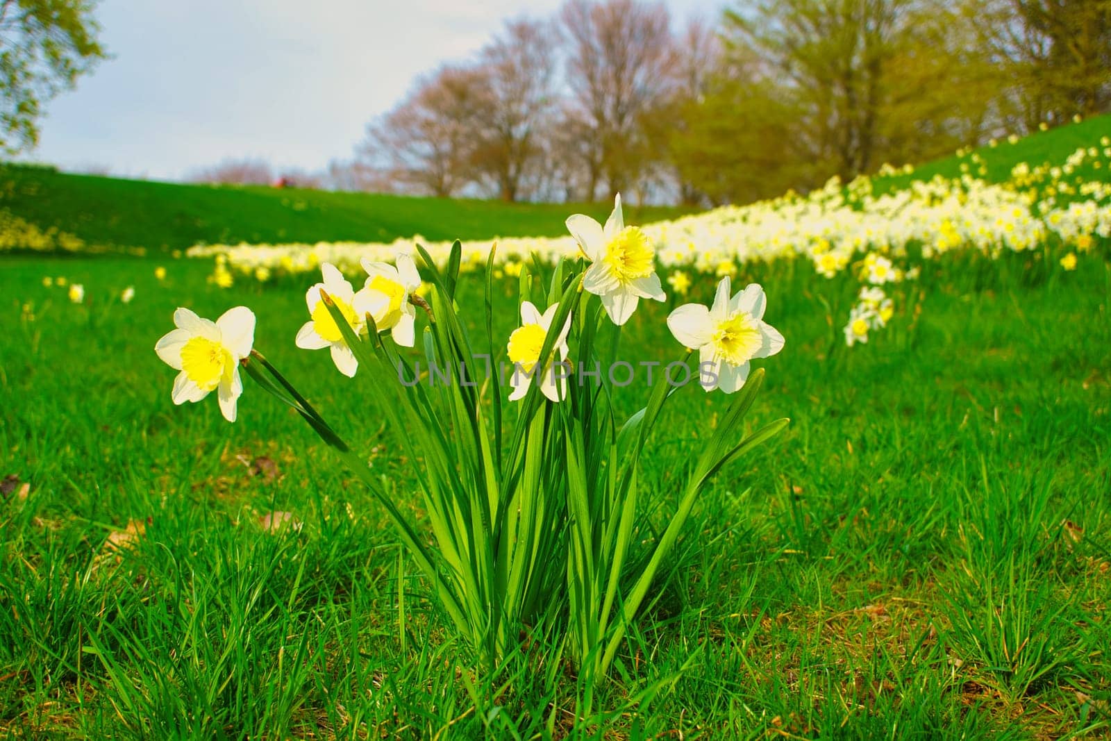 Daffodils at Easter time on a meadow. Yellow white flowers shine against the green grass. Early bloomers that announce the spring. Plants photo