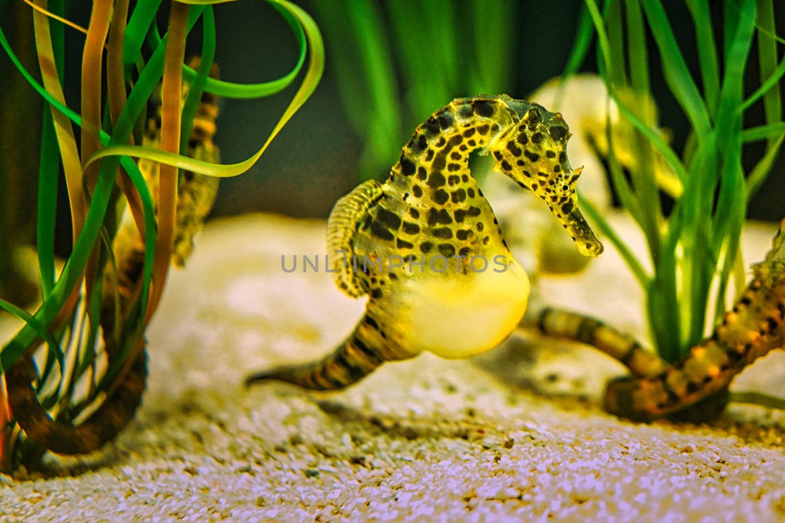 a seahorse in an aquarium. the small green, yellow has young in the belly. beautiful to look at