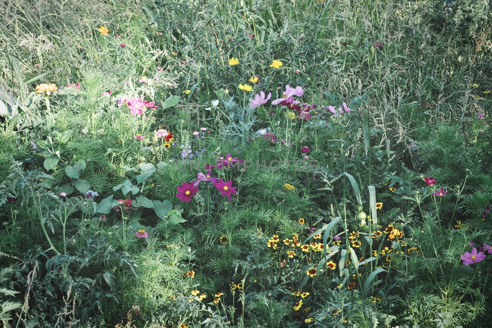 Flower meadow with different colored flowers. Spring and summer flower meadow. Romantic sight