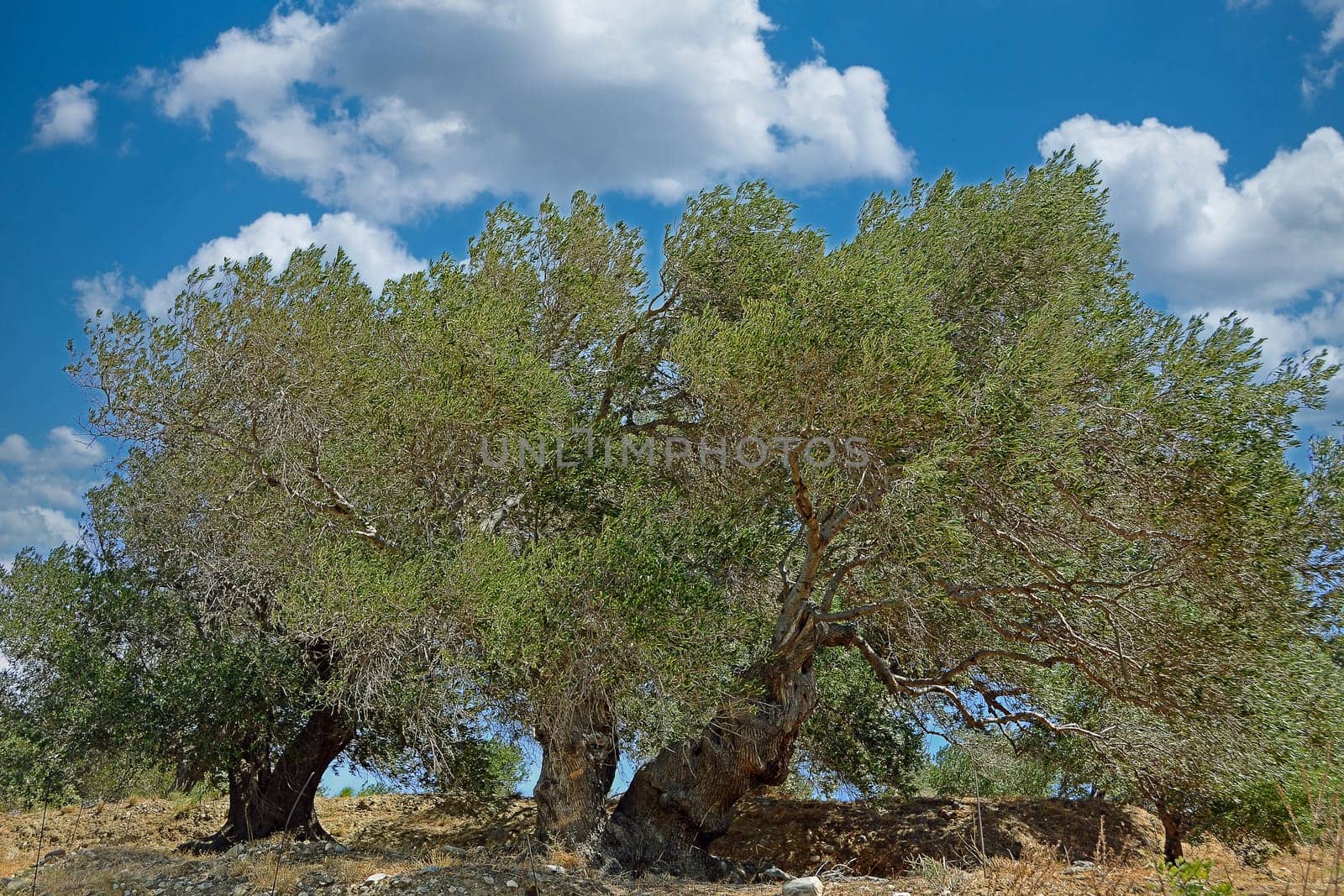 olive trees