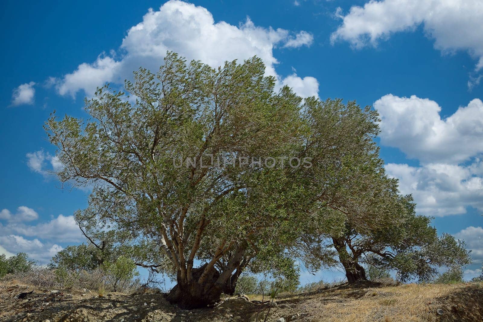 olive trees
