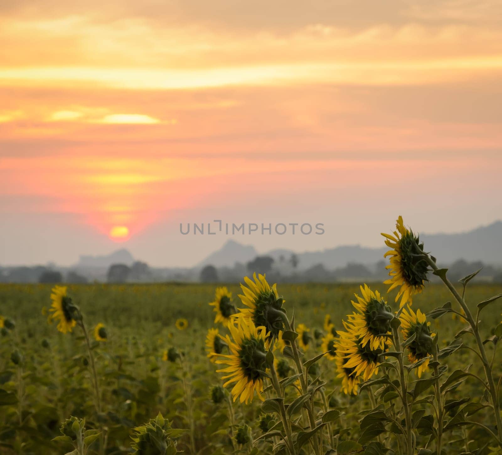 Beautiful landscape with sunflower field on sunset background