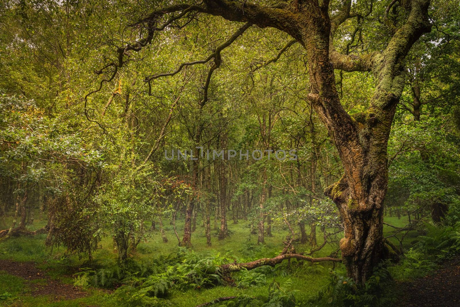 Majestic old tree covered in moss and illuminated by sunlight in moody, deep dark forest, Glendalough, Wicklow, Ireland
