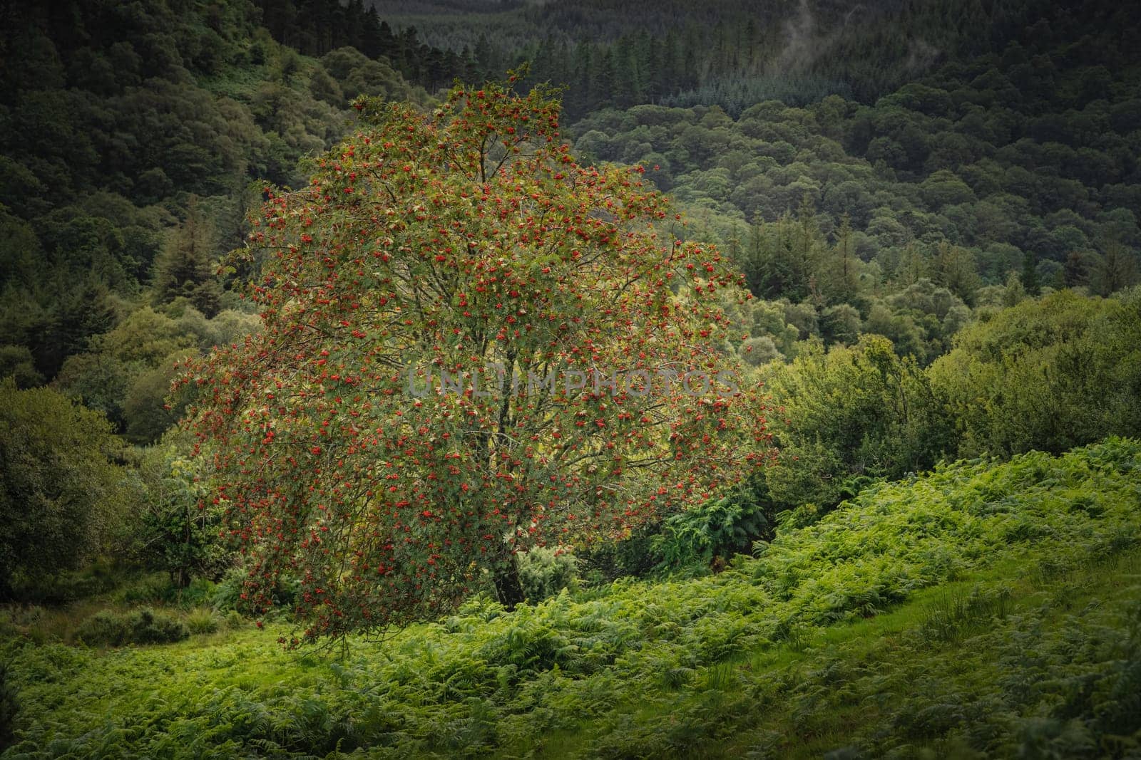 Majestic old tree covered in moss and illuminated by sunlight in moody, deep dark forest, Glendalough, Wicklow, Ireland