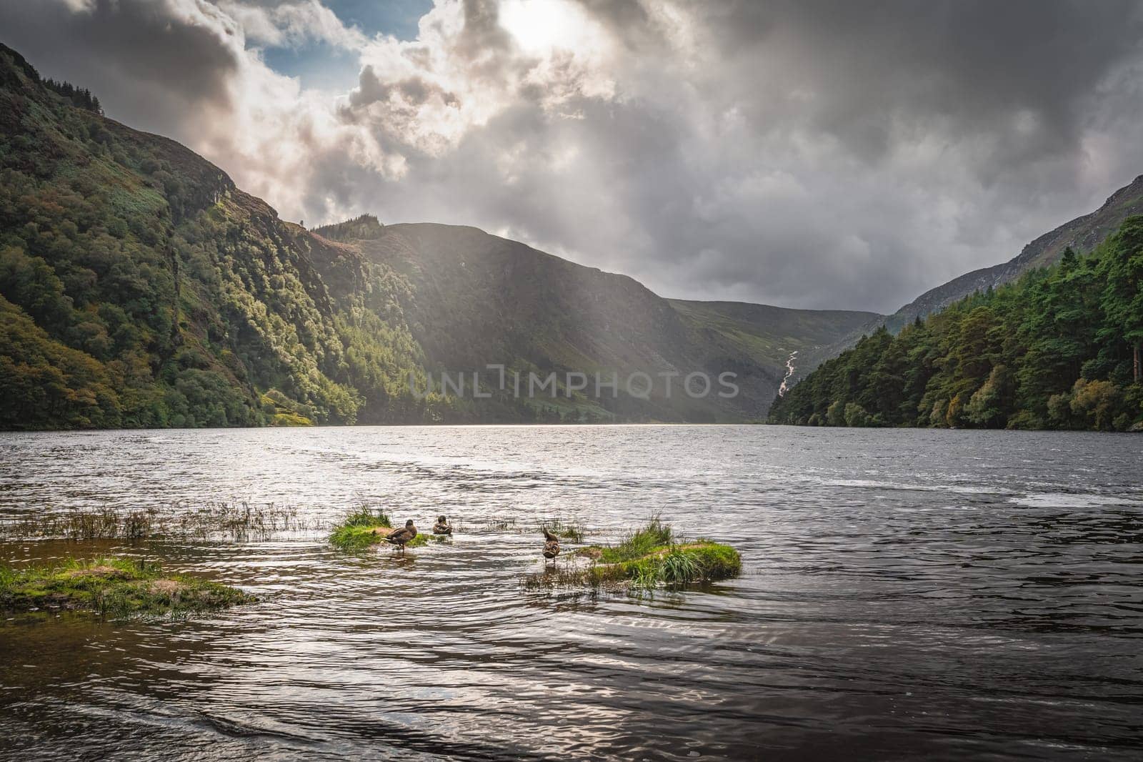 Ducks in the Glendalough Lake with autumn forest and mountains illuminated by sunrays in the background. Dark storm clouds and sky, Wicklow, Ireland