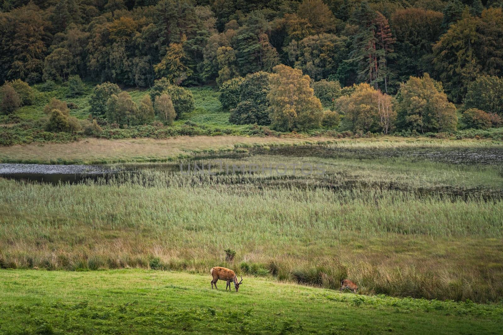 Two deers or roes grazing on green field in Glendalough with forest, lake and mountains in the background, Wicklow, Ireland