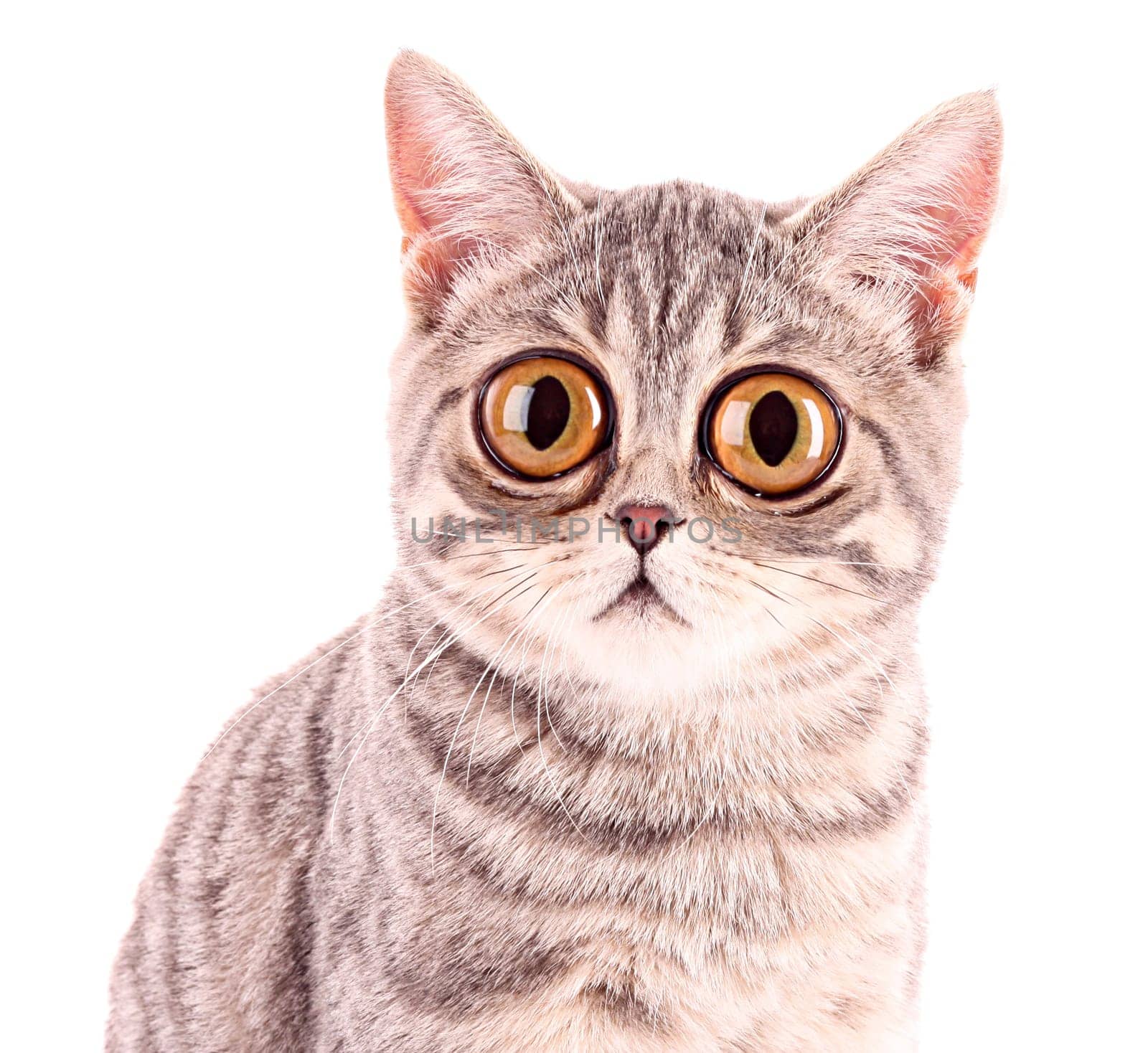 Young funny surprised cat closeup isolated on white