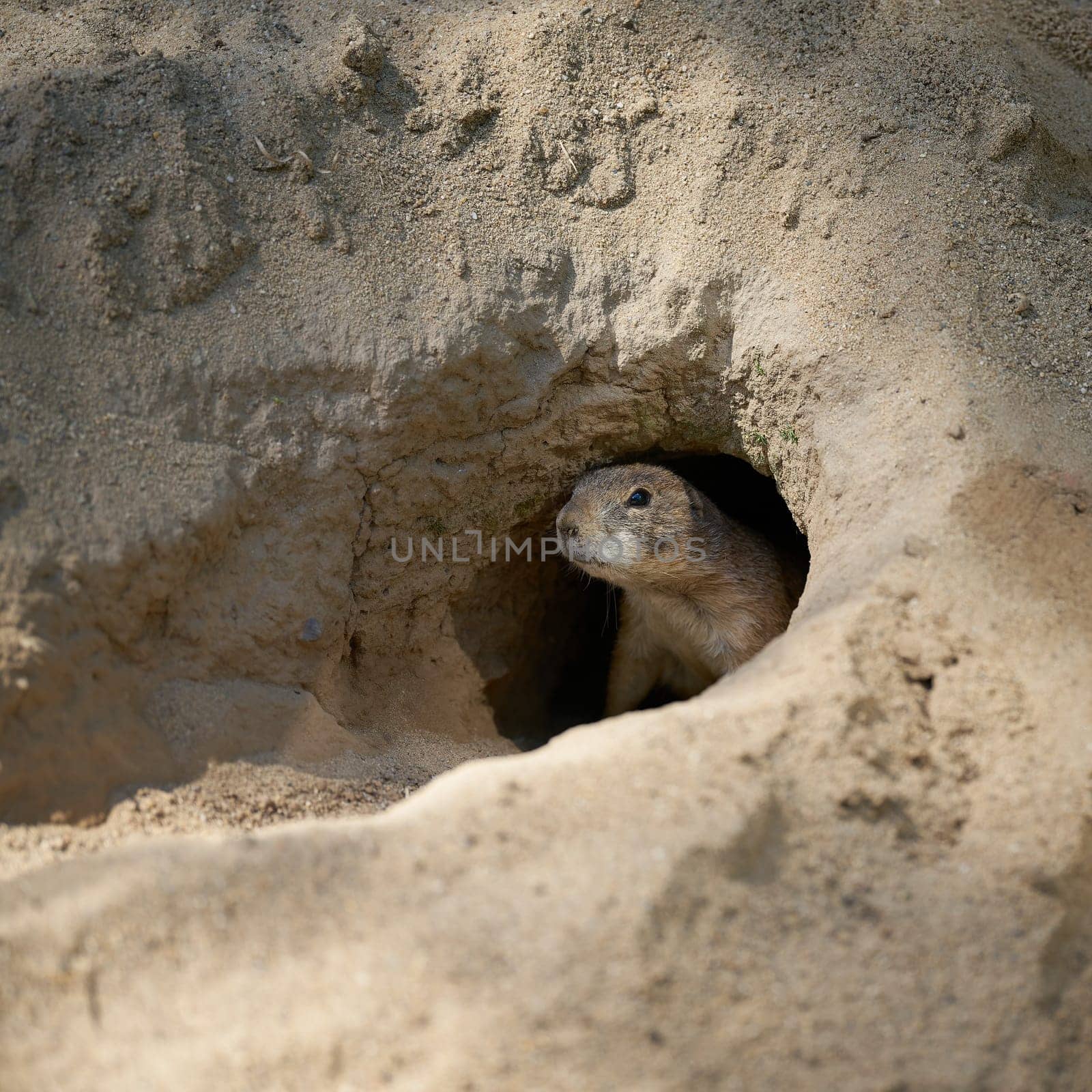 vigilant prairie dog, Cynomys ludovicianus looks out of its den and keeps watch for enemies from the air