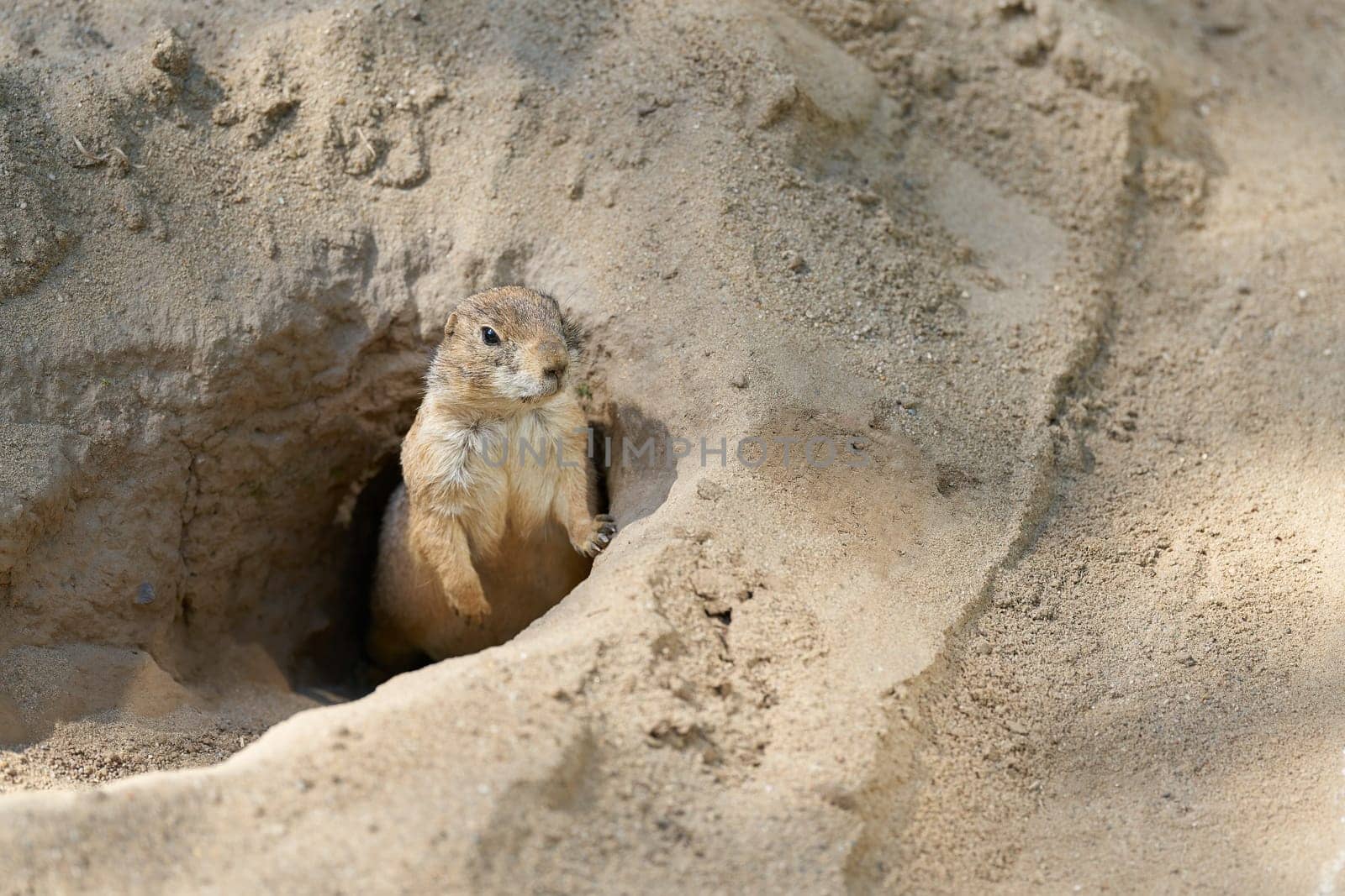 vigilant prairie dog, Cynomys ludovicianus looks out of its den and keeps watch for enemies from the air