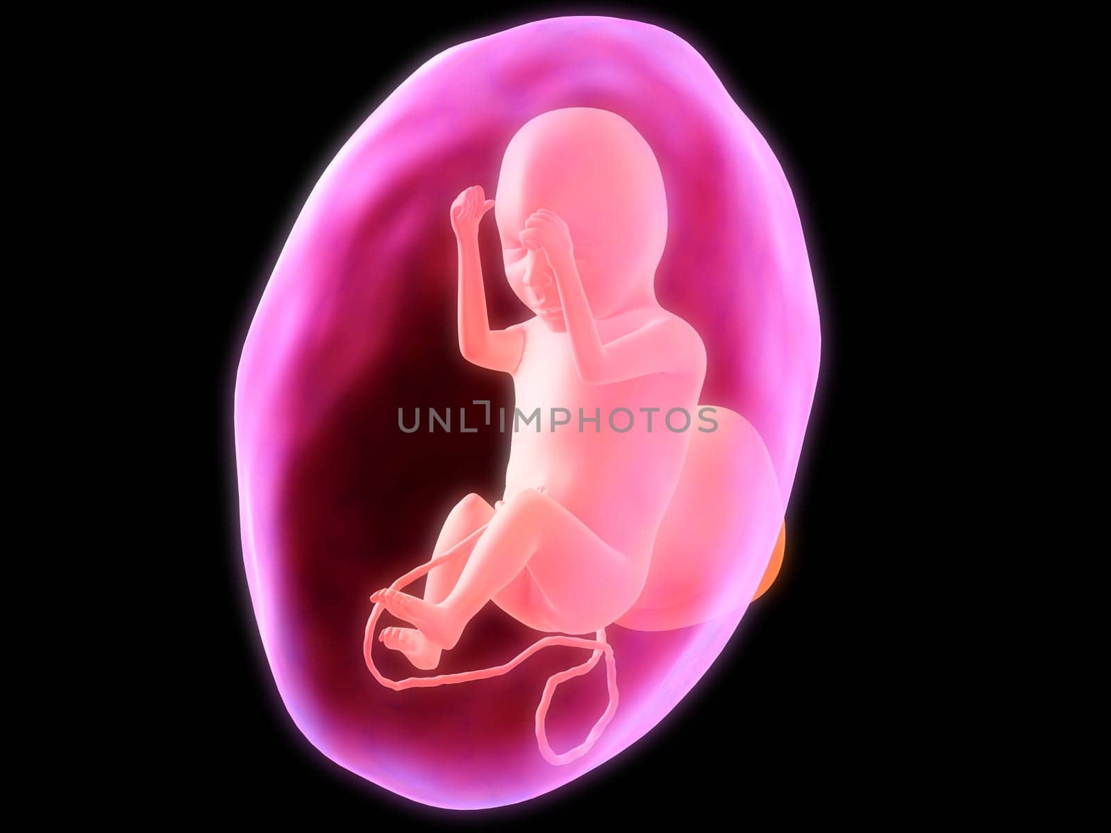 3d rendered illustration of a human fetus