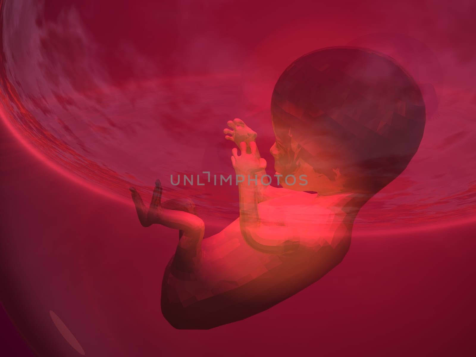 Fetus - 3d render illustration of an embryo