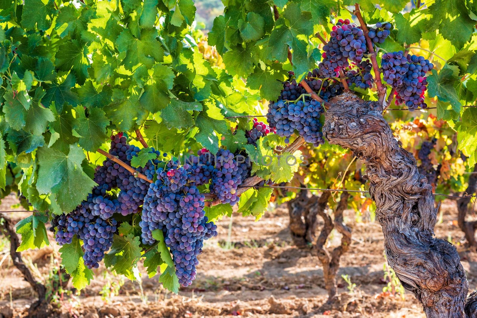 Cannonau grapes. Majestic old vine stock, with bunches of ripe grapes hanging from the branches between the leaves. Traditional agriculture. Sardinia.