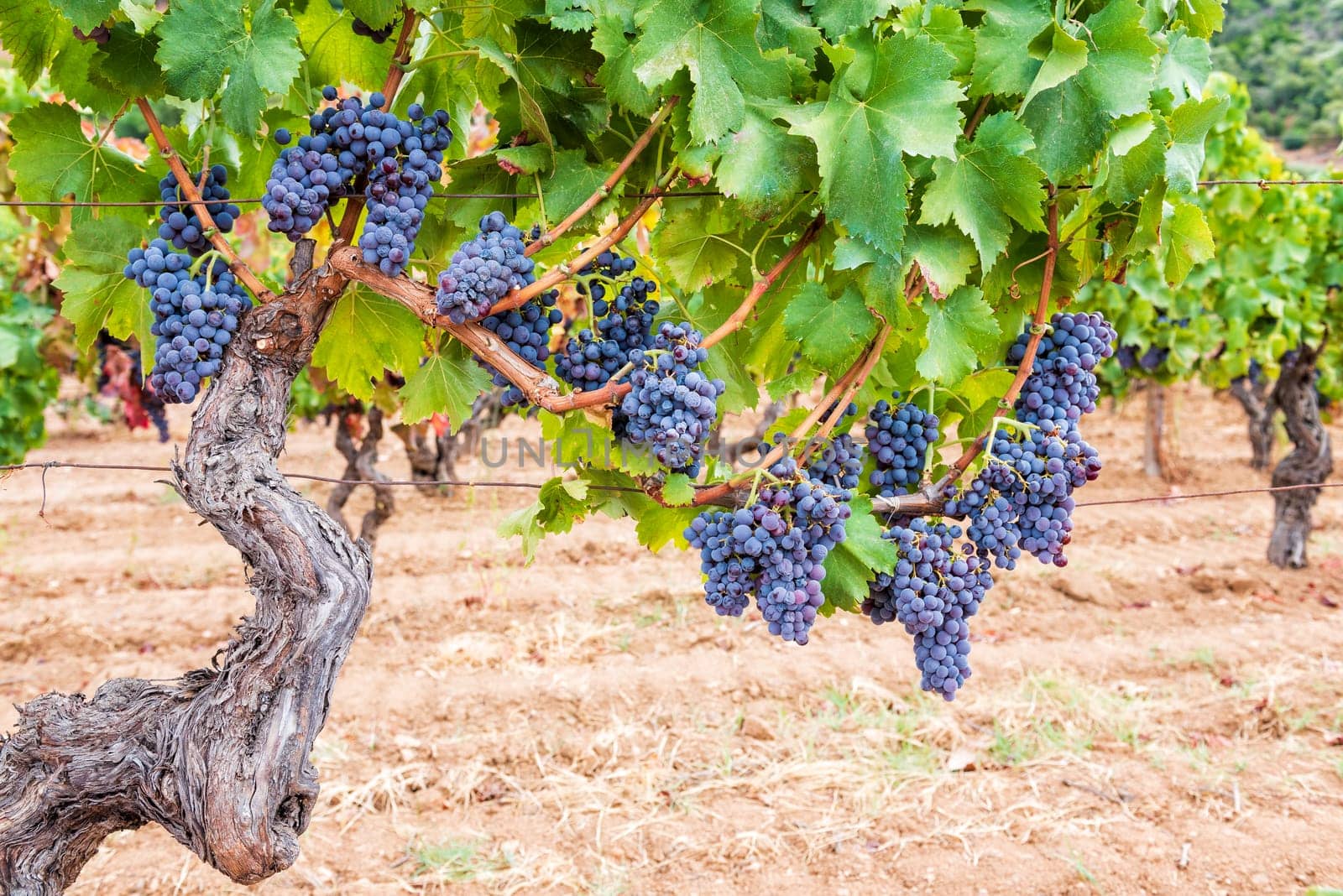 Cannonau grapes. Majestic old vine stock, with bunches of ripe grapes hanging from the branches between the leaves. Traditional agriculture. Sardinia.