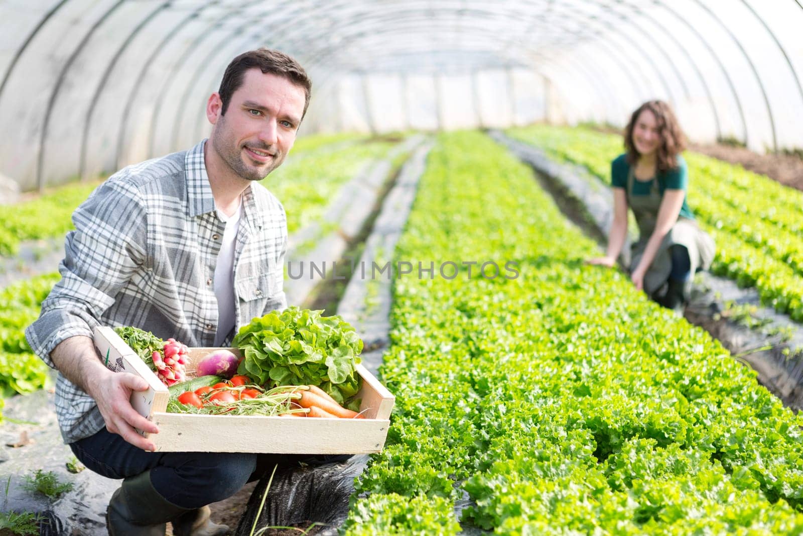 View of a Young attractive woman harvesting vegetable in a greenhouse
