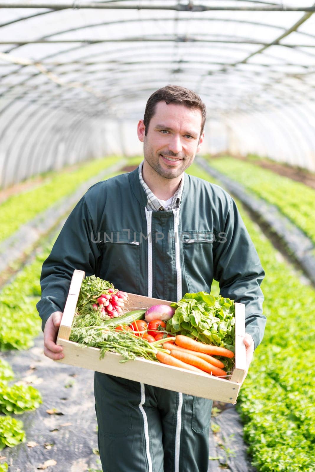 View of a Young attractive woman harvesting vegetable in a greenhouse