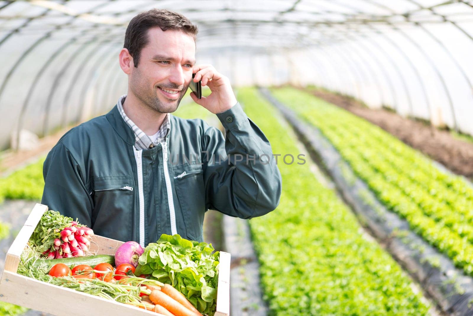 View of a Young attractive woman harvesting vegetable in a greenhouse