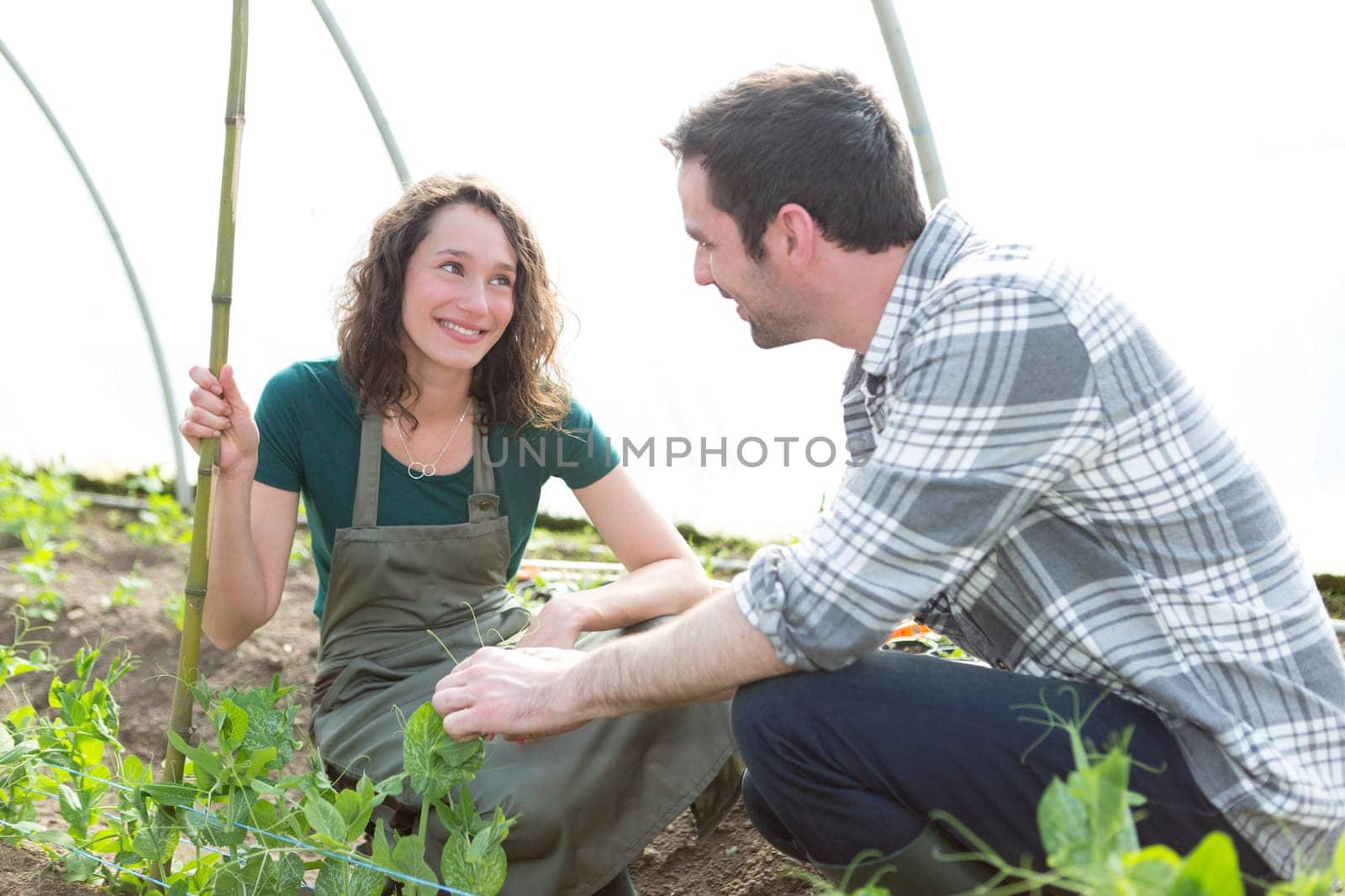 View of a Farmer teaching new employee to gardening